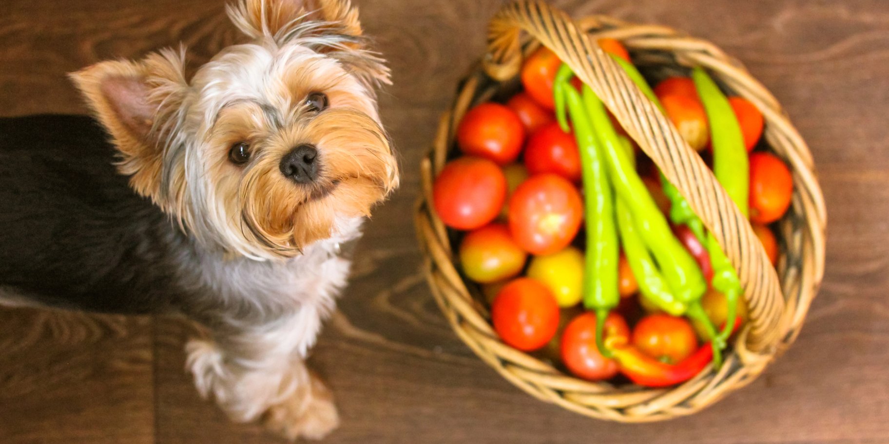 Як ввести овочі в раціон собаки