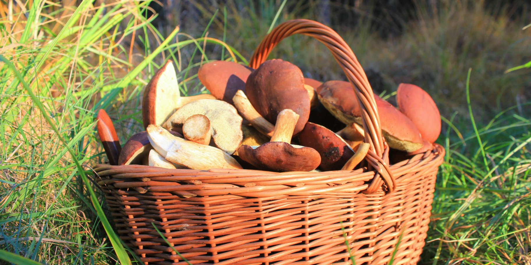 Жареные грибы моховики