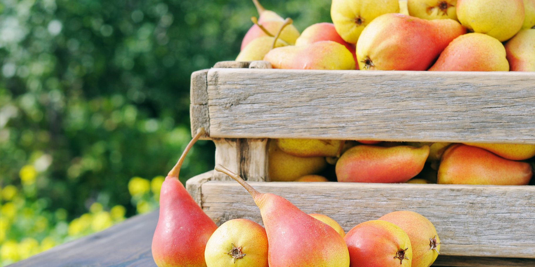 Спілі груші