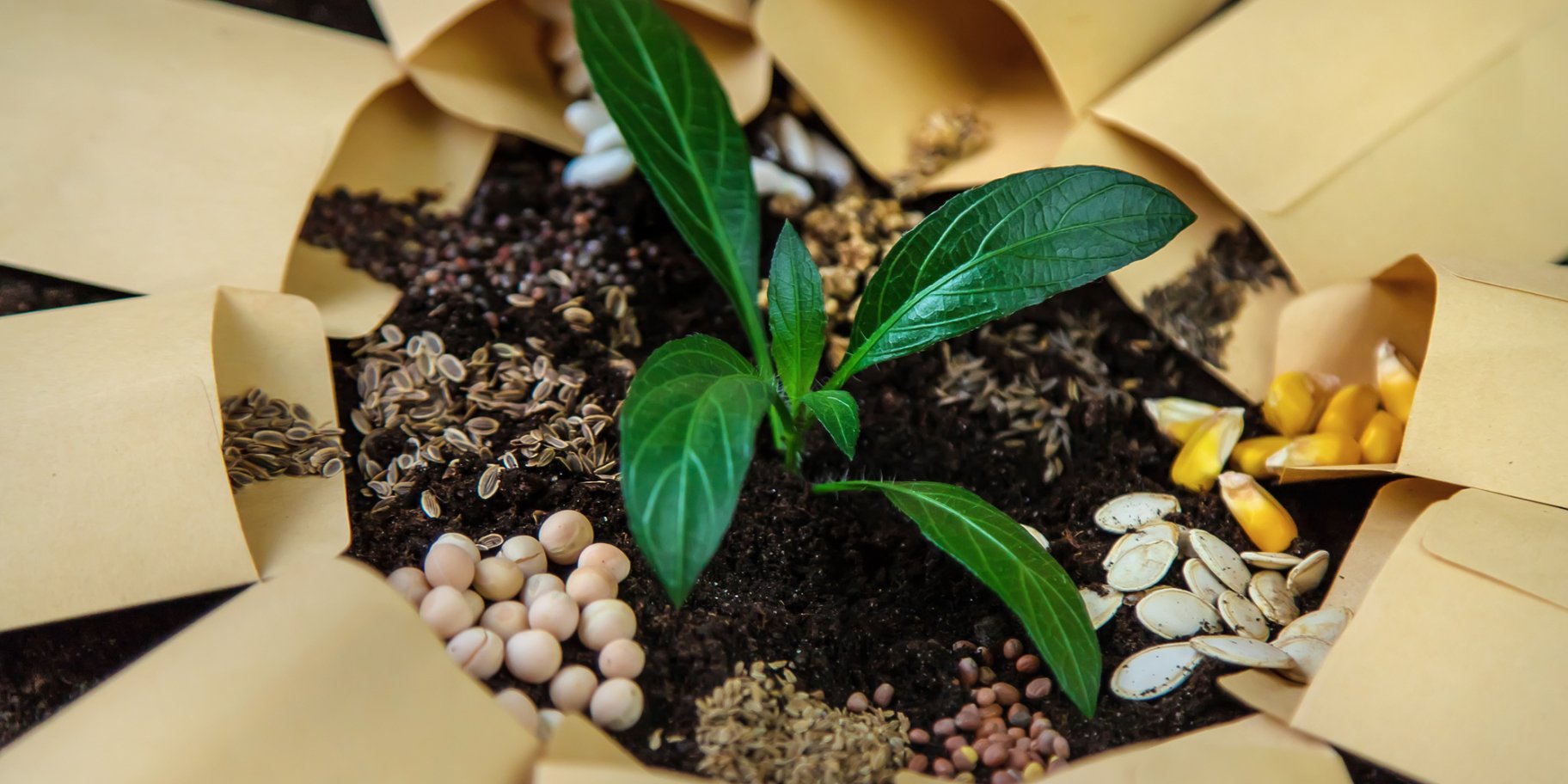 Календар садівництва