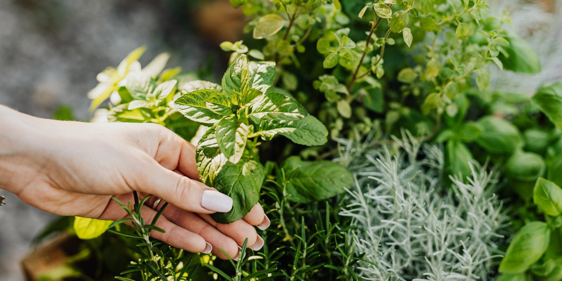 Что можно выращивать на балконе