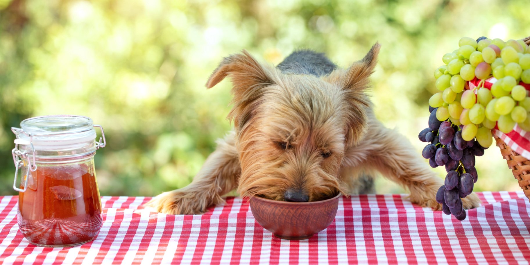 Як перевести собаку на натуральне харчування