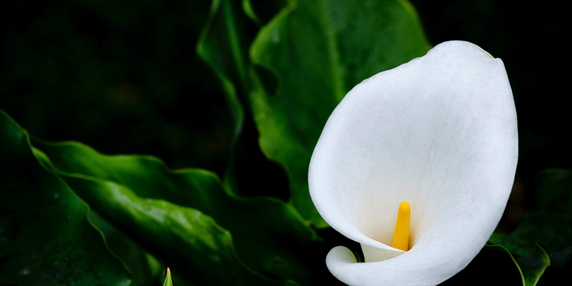 Як харчуватися, коли геморой