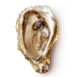 Устриця Fines de Claires №1, шт