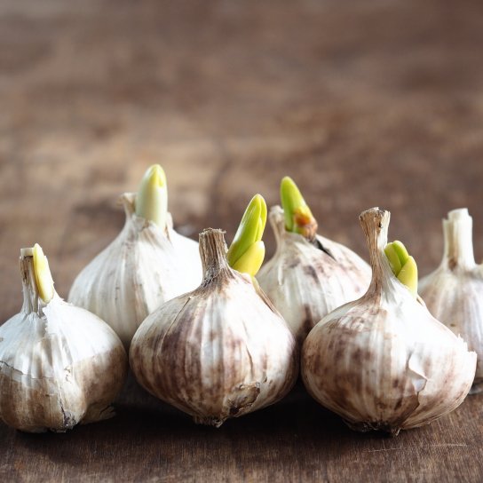 Пророщений часник