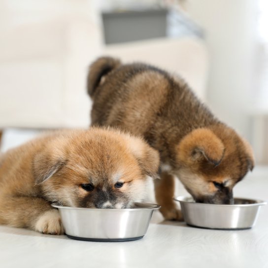 Собаки їдять