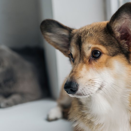 Собака, кіт