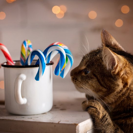 Кіт нюхає цукерки