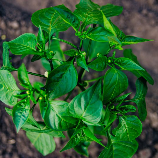 Перец на грядке