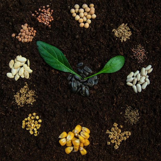 Місячний календар городника