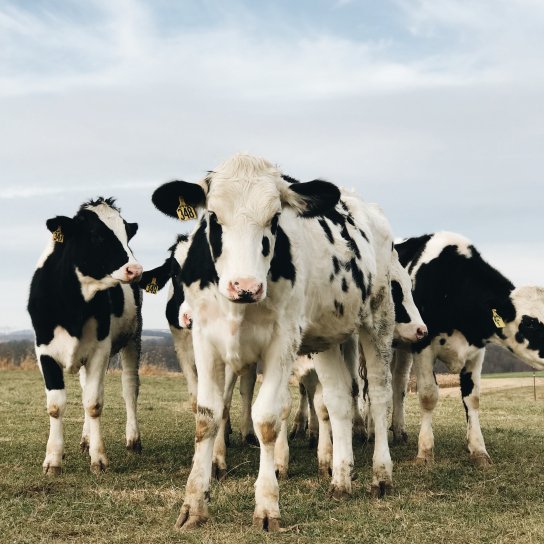 Корівки Ферма «Пані Юпітер»
