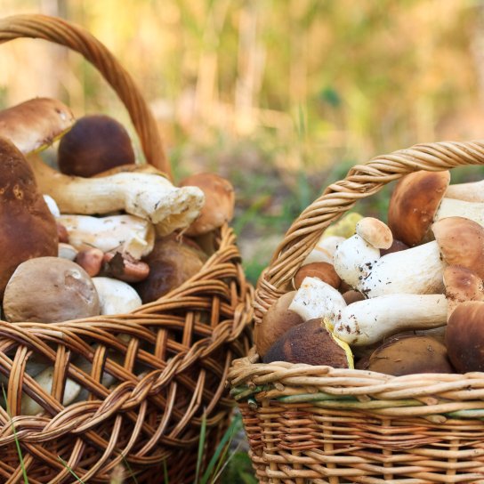 Білі гриби в кошику