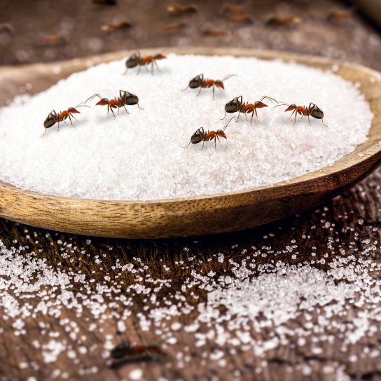 Муравьи на сахаре