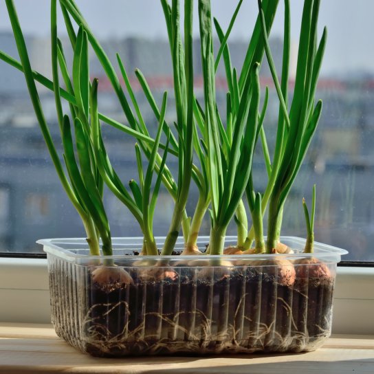 Зелена цибуля