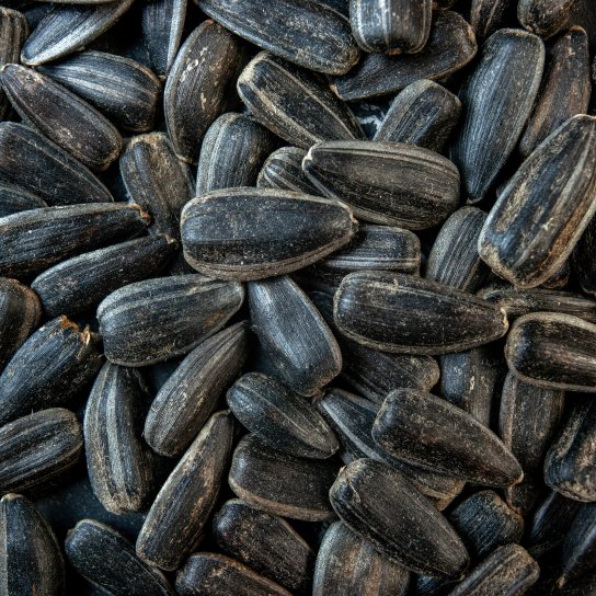 Насіння соняшника