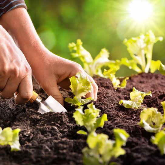 Місячний календар городника