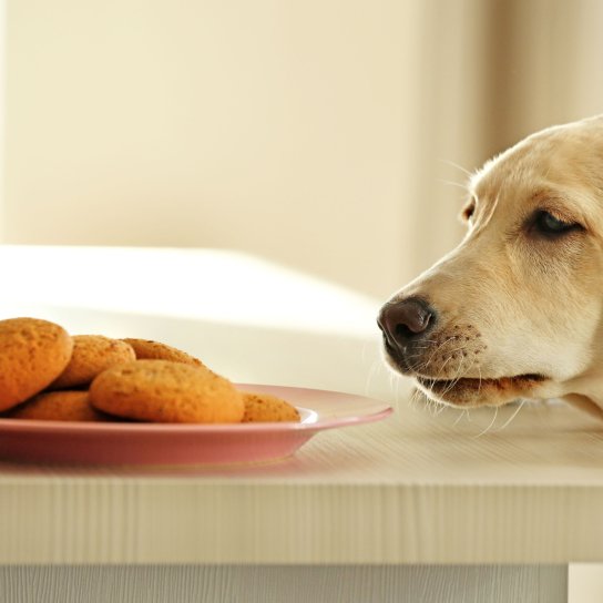 Собаче печиво з куркою і буряком