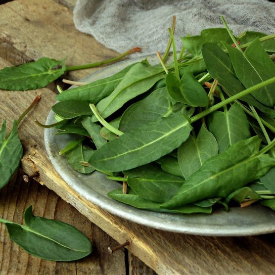 Засолений щавель