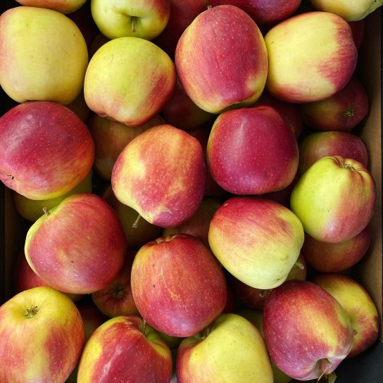 яблука лігольд