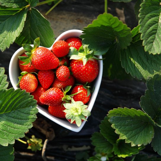 Як саджати полуницю