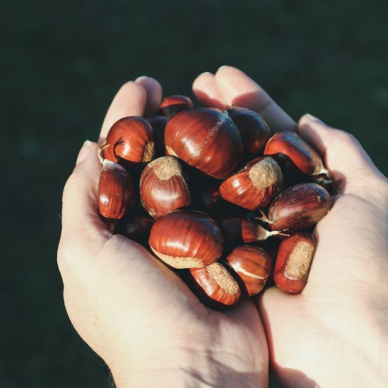 як готувати каштани