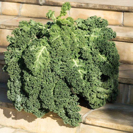 капуста кейл