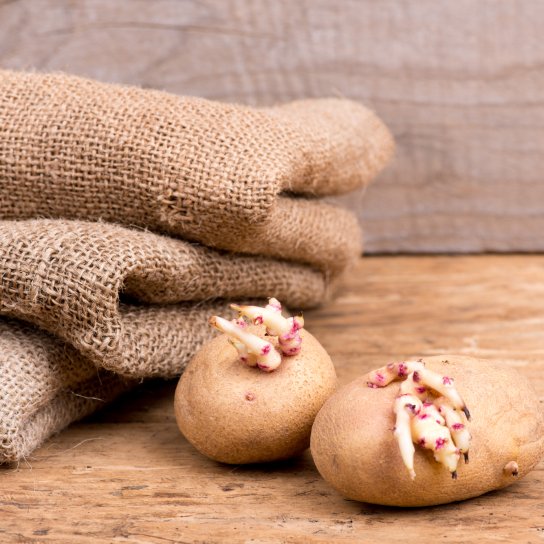 Пророщена картопля