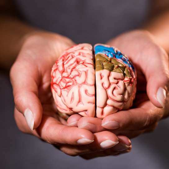 Здоровʼя мозку