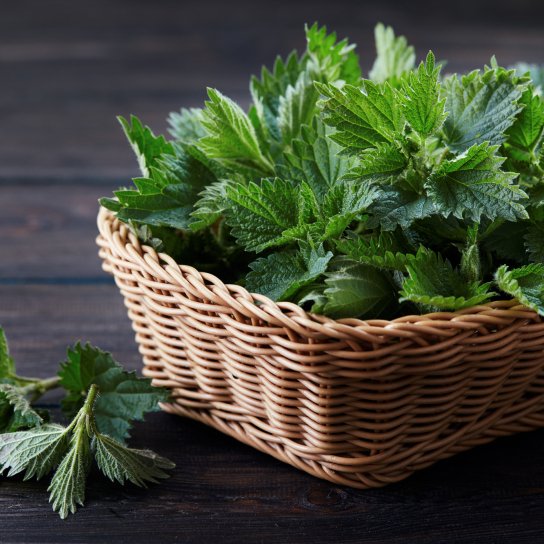 Як приготувати квашену кропиву