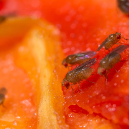 Как избавиться от мошек на кухне