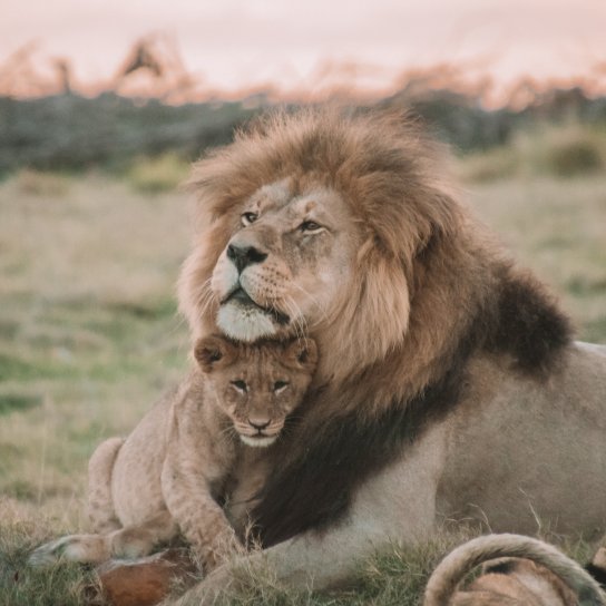 Лев и львенок