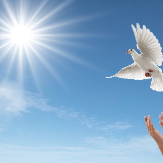 Мирне небо, голуб