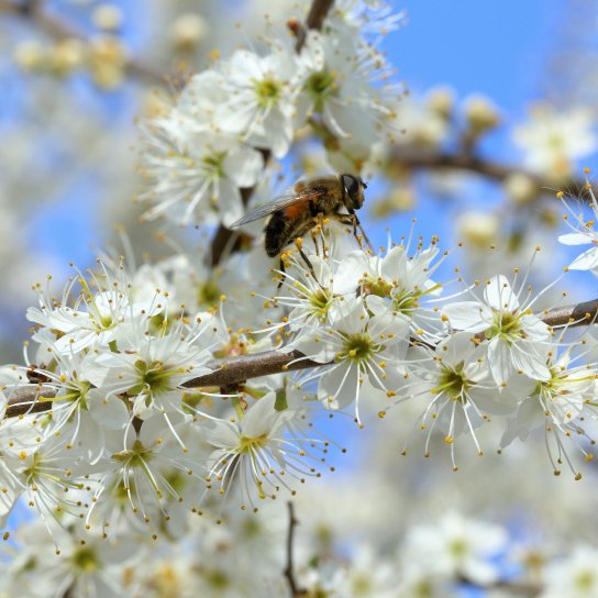 Що можна їсти при алергії