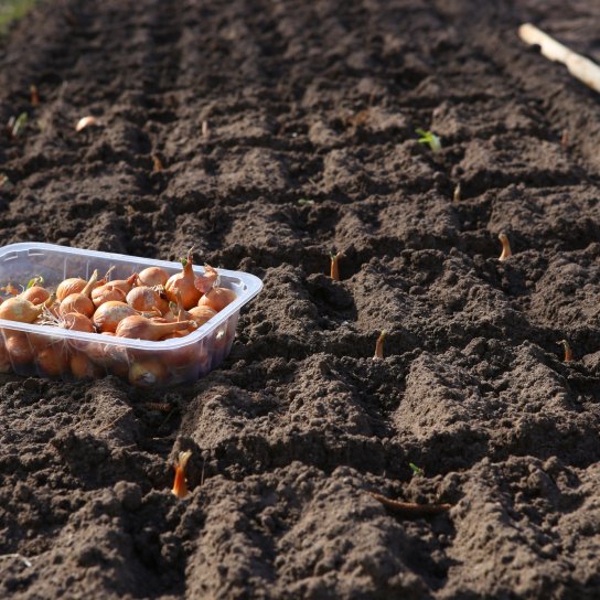 Як і коли садити цибулю