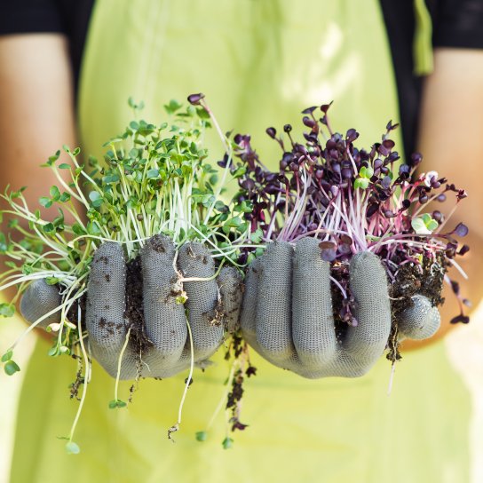 Мікрозелень