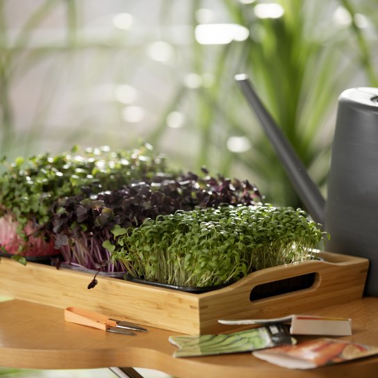 Вирощування зелені на балконі