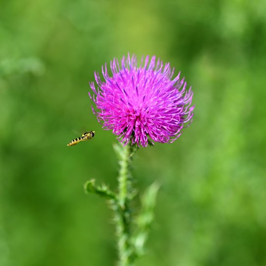 Расторопша