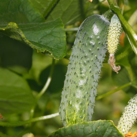 Огурцы на грядке