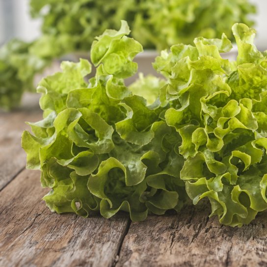 Салат латук