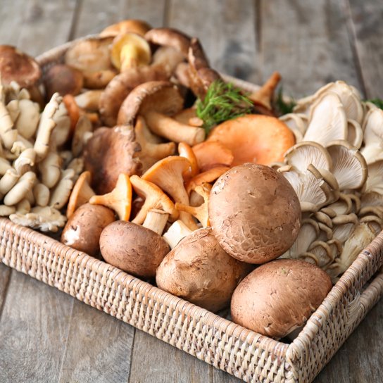 Різні види грибів