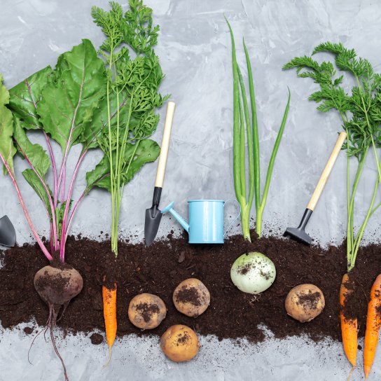 Овочі навесні