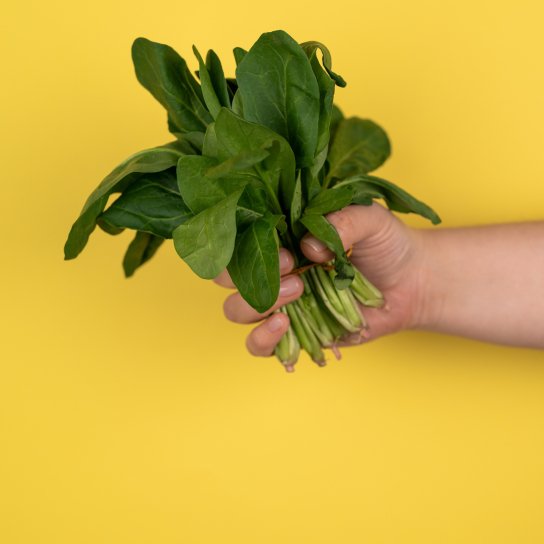 Щавель для консервації