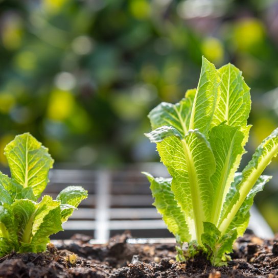 Що можна виростити вдома