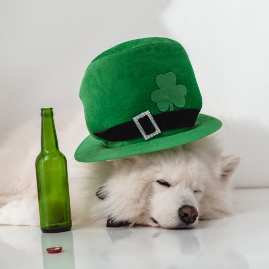 Собака і пиво