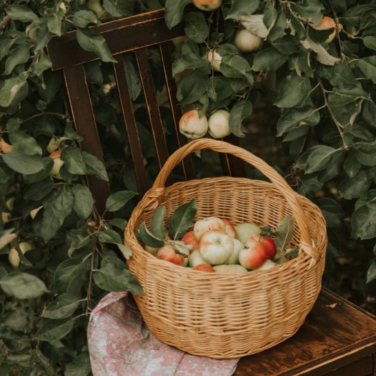 Яблука в кошику в саду