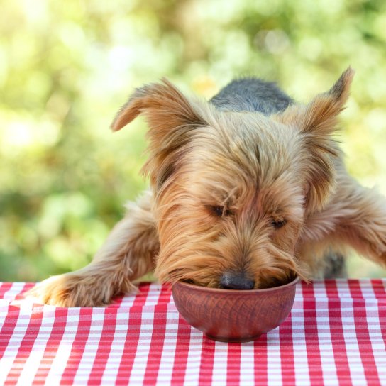 Як перевести собаку на натуральне харчування