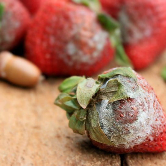 Ягоди з пліснявою