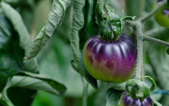 Томат чорний