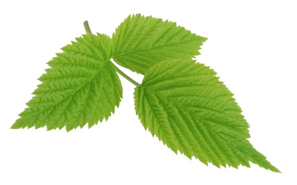 Малина, листя