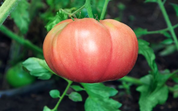Томат рожевий
